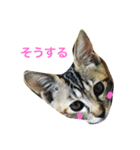 メイのスタンプ（個別スタンプ：4）