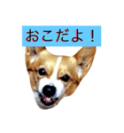 こぎこぎこーぎー（個別スタンプ：1）