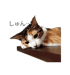 ジュリアの猫4匹（個別スタンプ：1）