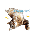 ジュリアの猫4匹（個別スタンプ：2）
