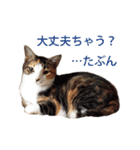 ジュリアの猫4匹（個別スタンプ：3）