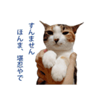 ジュリアの猫4匹（個別スタンプ：4）