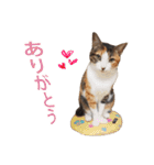 ジュリアの猫4匹（個別スタンプ：5）