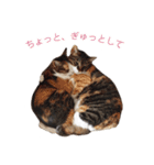 ジュリアの猫4匹（個別スタンプ：6）