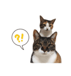 ジュリアの猫4匹（個別スタンプ：7）