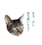 ジュリアの猫4匹（個別スタンプ：9）