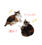 ジュリアの猫4匹（個別スタンプ：10）