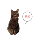 ジュリアの猫4匹（個別スタンプ：11）
