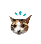 ジュリアの猫4匹（個別スタンプ：12）