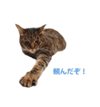 ジュリアの猫4匹（個別スタンプ：13）