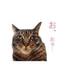 ジュリアの猫4匹（個別スタンプ：14）