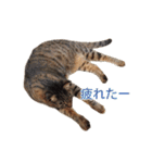 ジュリアの猫4匹（個別スタンプ：15）