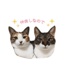 ジュリアの猫4匹（個別スタンプ：17）