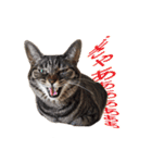 ジュリアの猫4匹（個別スタンプ：18）