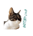 ジュリアの猫4匹（個別スタンプ：19）