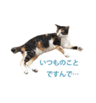ジュリアの猫4匹（個別スタンプ：20）