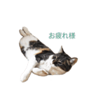 ジュリアの猫4匹（個別スタンプ：21）