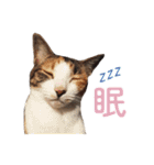 ジュリアの猫4匹（個別スタンプ：23）