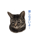 ジュリアの猫4匹（個別スタンプ：25）