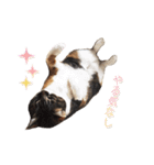 ジュリアの猫4匹（個別スタンプ：26）