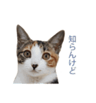 ジュリアの猫4匹（個別スタンプ：27）