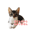 ジュリアの猫4匹（個別スタンプ：28）