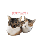 ジュリアの猫4匹（個別スタンプ：29）