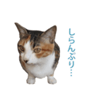 ジュリアの猫4匹（個別スタンプ：31）