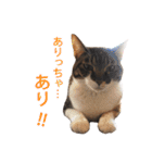 ジュリアの猫4匹（個別スタンプ：32）