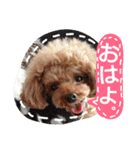 My dogs.2（個別スタンプ：1）