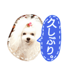 My dogs.2（個別スタンプ：4）