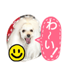 My dogs.2（個別スタンプ：9）