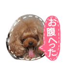 My dogs.2（個別スタンプ：10）