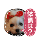 My dogs.2（個別スタンプ：19）