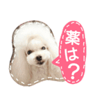 My dogs.2（個別スタンプ：20）