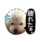 My dogs.2（個別スタンプ：26）