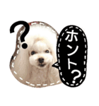 My dogs.2（個別スタンプ：31）