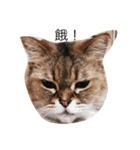 Two cute big cats（個別スタンプ：2）