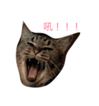 Two cute big cats（個別スタンプ：6）