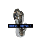 I am Liu Liu Cat（個別スタンプ：1）
