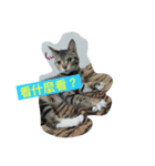 I am Liu Liu Cat（個別スタンプ：2）