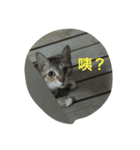 I am Liu Liu Cat（個別スタンプ：3）