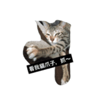 I am Liu Liu Cat（個別スタンプ：4）