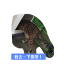 I am Liu Liu Cat（個別スタンプ：5）