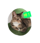 I am Liu Liu Cat（個別スタンプ：6）