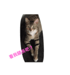 I am Liu Liu Cat（個別スタンプ：7）