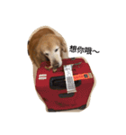 Golden Retriever Pico（個別スタンプ：1）