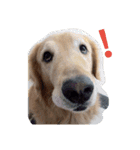 Golden Retriever Pico（個別スタンプ：2）
