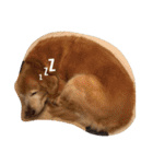 Golden Retriever Pico（個別スタンプ：4）