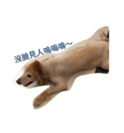 Golden Retriever Pico（個別スタンプ：5）